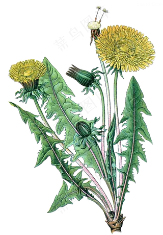 手绘草本中药药材