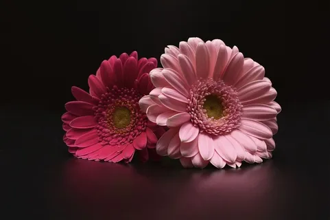 菊花  花朵 菊花  花朵