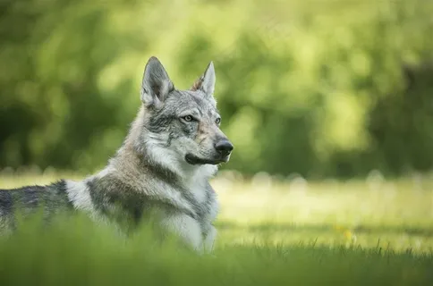 趴在草地里的狼狗高清摄影图片