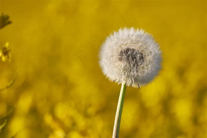 庄稼地里的蒲公英特写摄影高清图片
