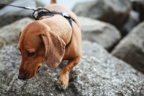 棕色短毛腊肠犬图片 棕色短毛腊肠犬图片