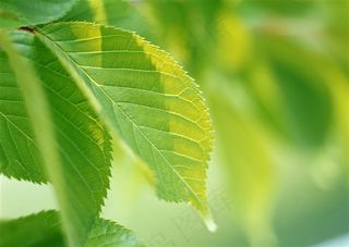 森林风景美丽风景摄影图片