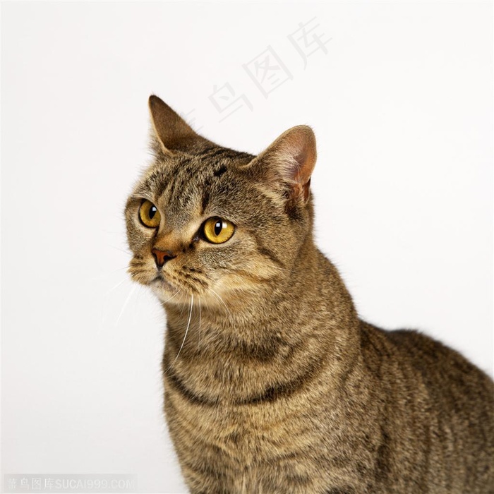 宠物世家-斜视的可爱小猫