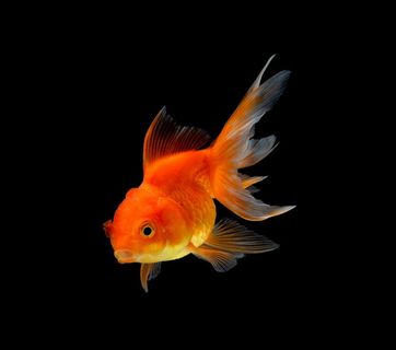 红色的可爱金鱼