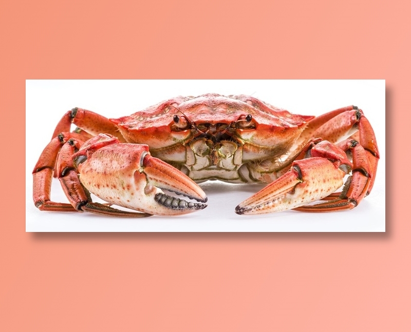 美味大闸蟹正面特写高清图片