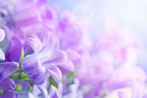 紫色花朵高清图片 紫色花朵高清图片