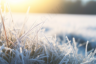 白霜植物叶子雾凇摄影图