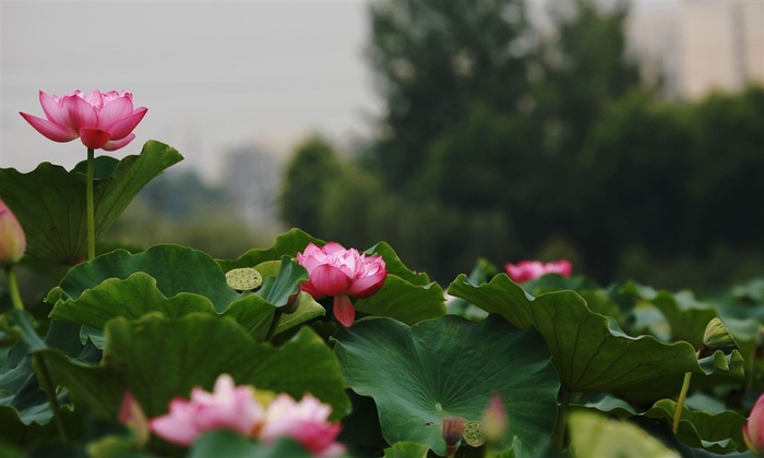 鲜花系列池塘荷花高清素材图片