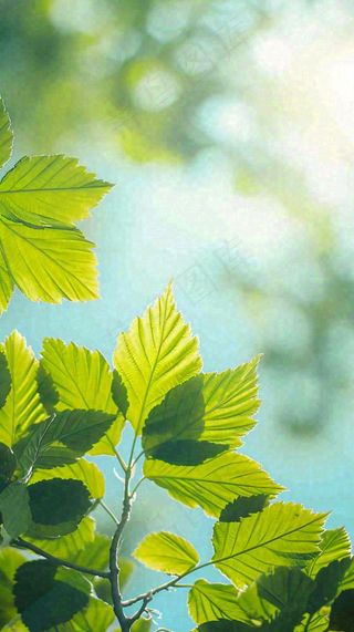 阳光明媚春天春意盎然嫩草，发芽，春分，立春摄影图