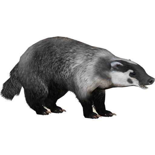 獾 PNG(961x961)