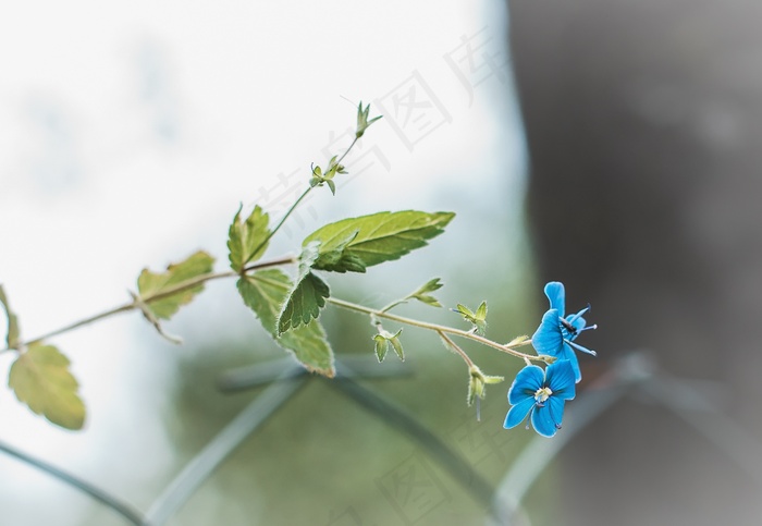 小清新蓝色花朵图片