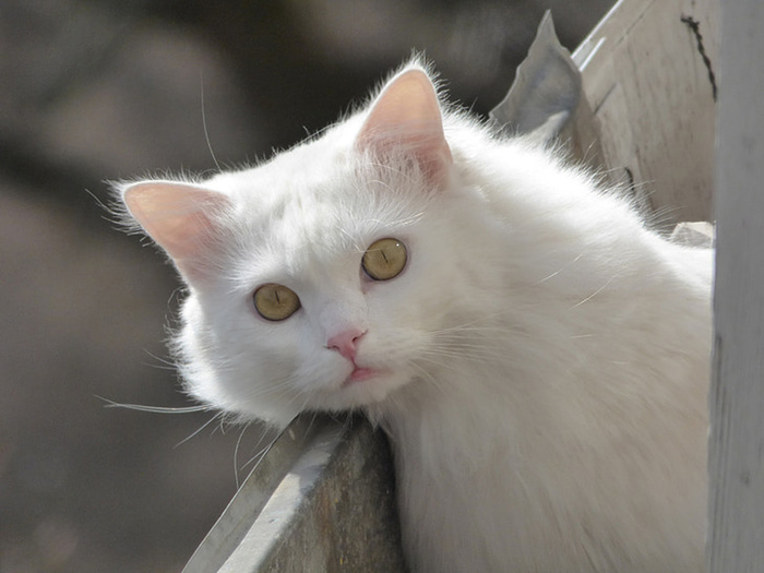 可爱猫咪 动物 素材 奶萌 (179)