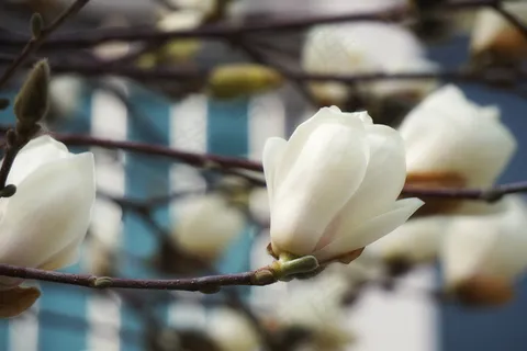 玉兰花高清大图 玉兰花高清大图