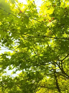 叶子特写图片 叶子特写图片