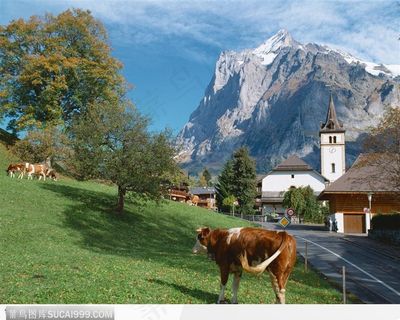 草地上的奶牛和树木