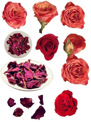 玫瑰花及花瓣免抠元素摄影