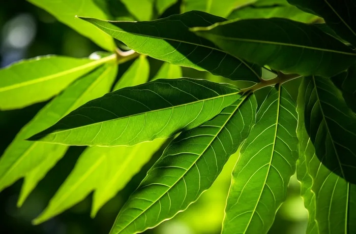 一棵树的特写绿叶摄影图(4080x2688)