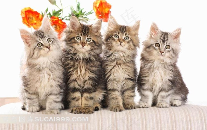 四只可爱小花猫