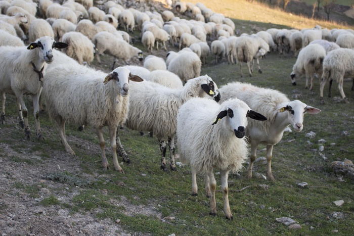 羊白羊牧场动物素材动物实拍