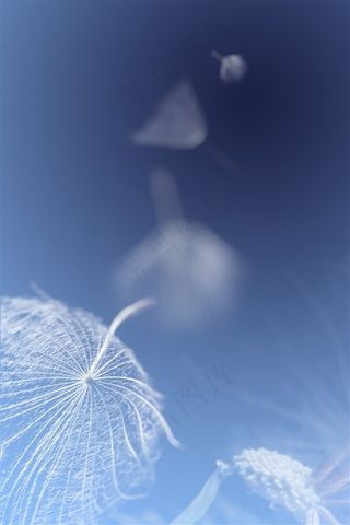 蓝色背景上飞舞的蒲公英高清图片