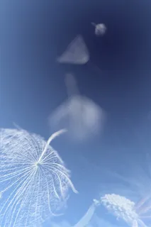 蓝色背景上飞舞的蒲公英高清图片 蓝色背景上飞舞的蒲公英高清图片