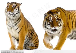 直立坐着和行走的老虎