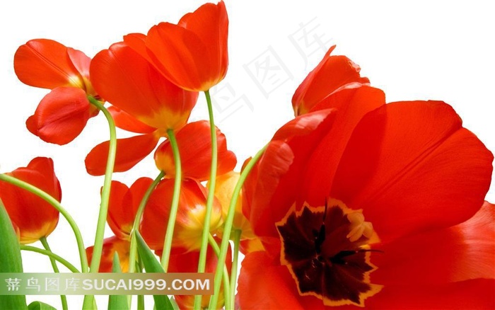 娇艳的红色郁金香唯美鲜花