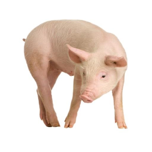 猪 PNG免抠(600x600)