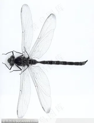 蜻蜓标本