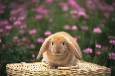 灰色的垂耳兔图片 灰色的垂耳兔图片