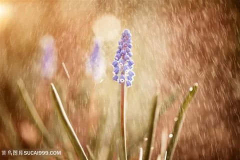 花朵植物露珠高清图片 花朵植物露珠高清图片