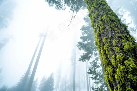 树干青苔图片 树干青苔图片
