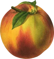 17_peach_PNG4880