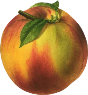 17_peach_PNG4880