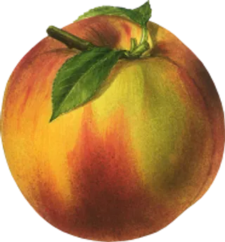 17_peach_PNG4880