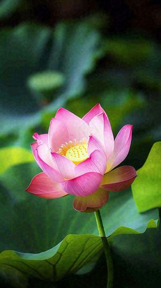 夏日清新荷塘荷花绿色大气摄影，立夏夏至处暑摄影图