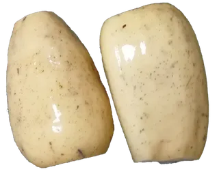 莲藕藕节藕段免抠摄影元素素材