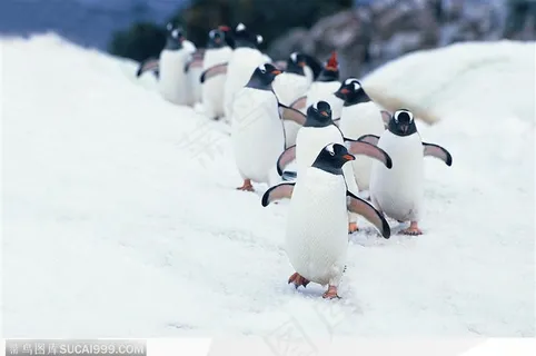 企鹅摇头晃脑、成群结队 企鹅摇头晃脑、成群结队