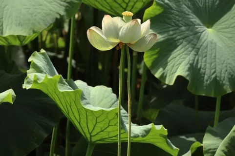 绿色简约节气清新意境背景