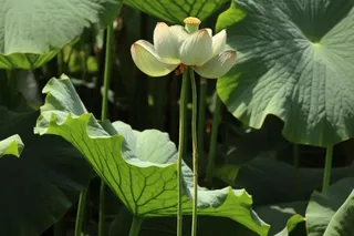 绿色简约节气清新意境背景