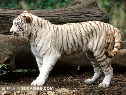 大树干旁边的白虎素材