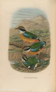 高清山林里喂食的小鸟油画图片