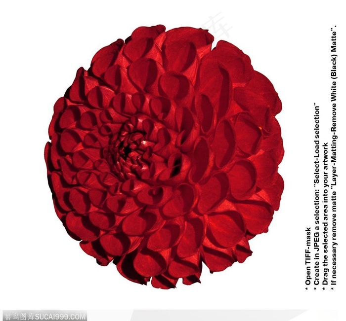 情人节花物语-圆球形花朵