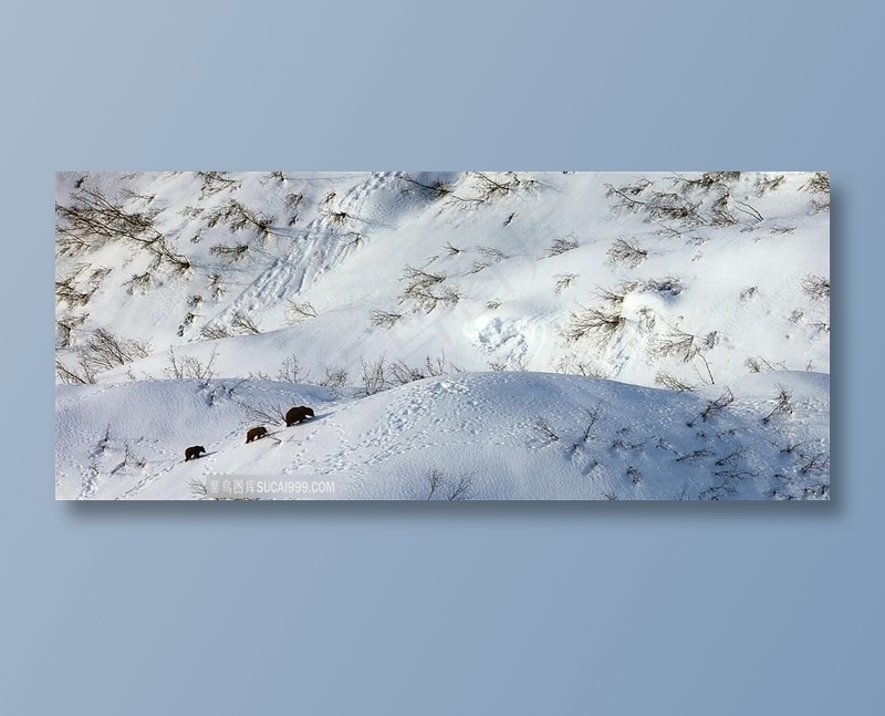 小熊跟着妈妈爬雪山