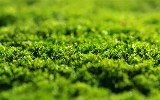 大自然绿色草地图片