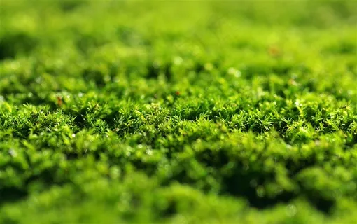 大自然绿色草地图片 大自然绿色草地图片