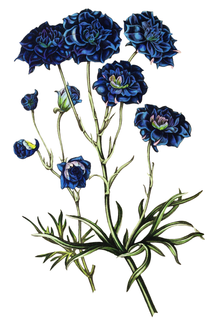 复古手绘植物花卉玫瑰花PNG免扣图案高清图片PS设计素材图