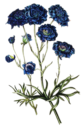 复古手绘植物花卉玫瑰花PNG免扣图案高清图片PS设计素材图