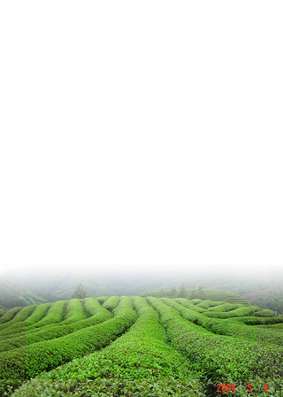 茶叶园现代农业