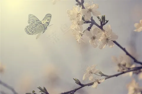 紫色花朵上的黄色蝴蝶高清摄影图 紫色花朵上的黄色蝴蝶高清摄影图